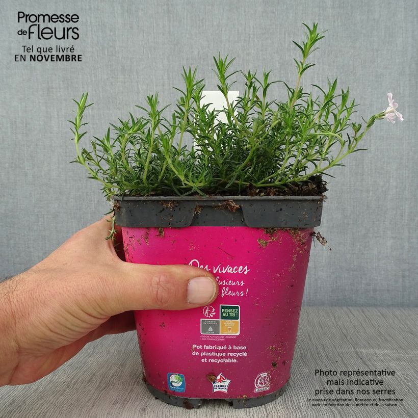 Spécimen de Phlox mousse Candy Stripes - Phlox subulata Pot de 1,5L/2L tel que livré en automne