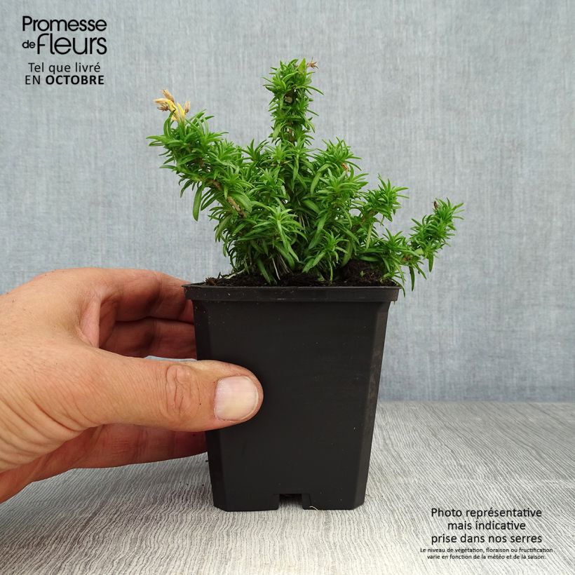 Spécimen de Phlox mousse White Delight Godet de 8/9 cm tel que livré en automne