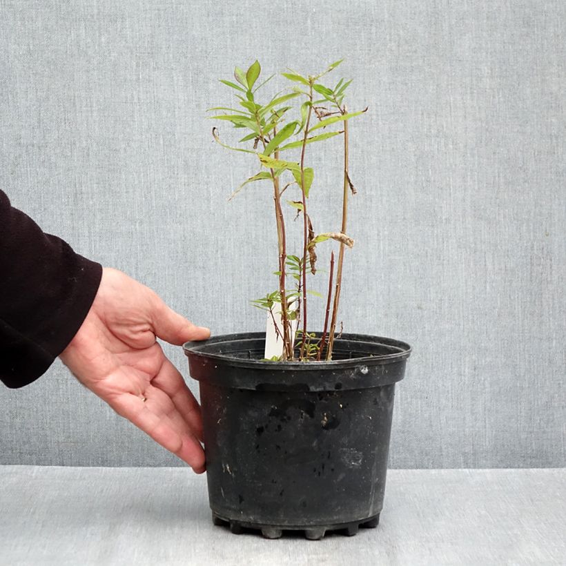 Spécimen de Phlox paniculata Adinda Pot de 2L/3L tel que livré en automne