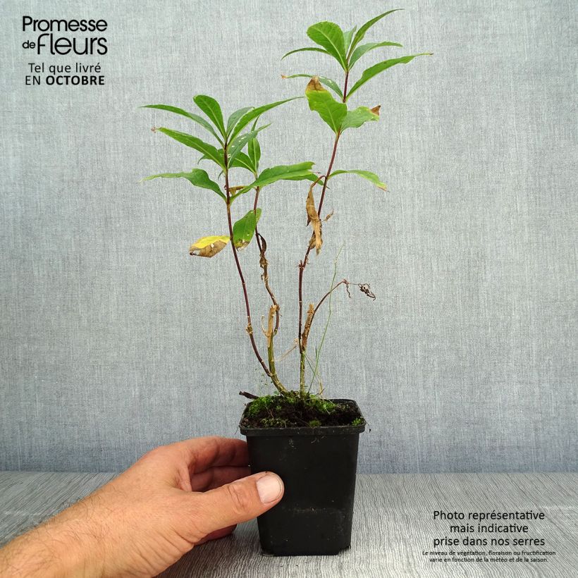Spécimen de Phlox paniculata Amethyst Godet de 8/9 cm tel que livré en automne