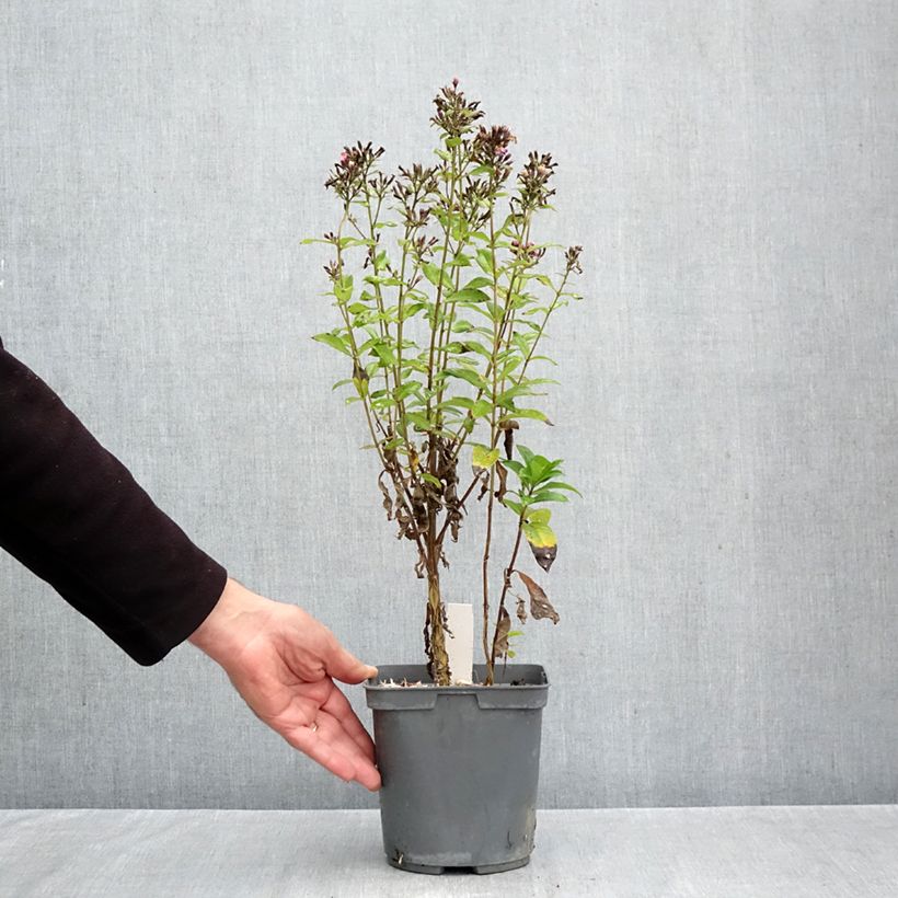 Spécimen de Phlox paniculata Aureole Pot de 2L/3L tel que livré en automne