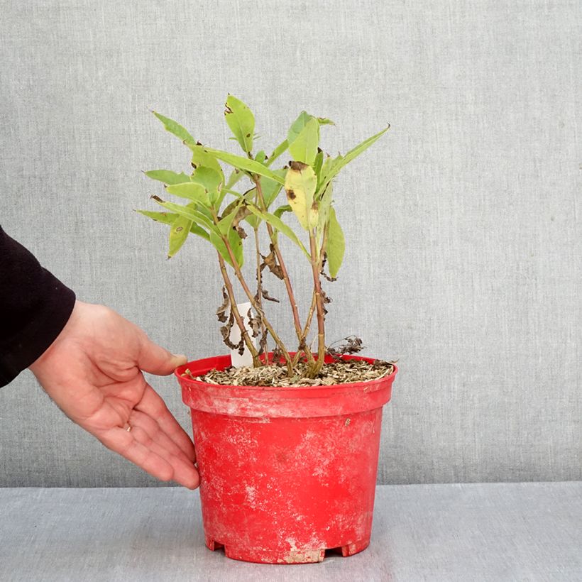 Spécimen de Phlox paniculata Bambini Candy Crush Racines nues, Qualité Extra équivalant à un pot de 2L tel que livré en automne