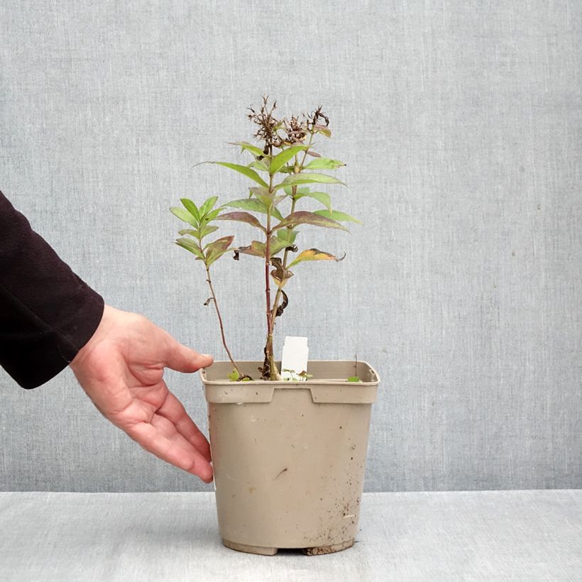 Spécimen de Phlox paniculata Bambini Desire Pot de 2L/3L tel que livré en automne