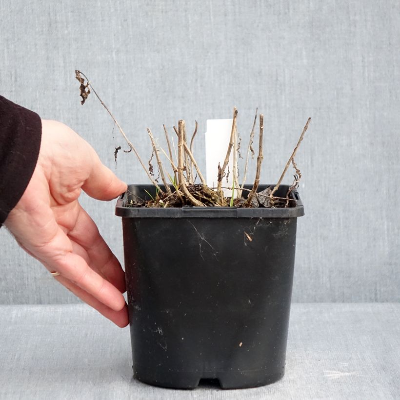 Spécimen de Phlox paniculata Bambini Desire Pot de 2L/3L tel que livré en hiver