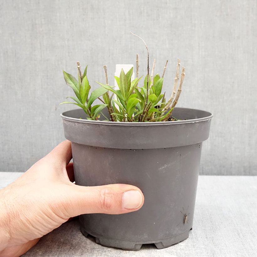 Spécimen de Phlox paniculata Bambini Desire Pot de 2L/3L tel que livré au printemps