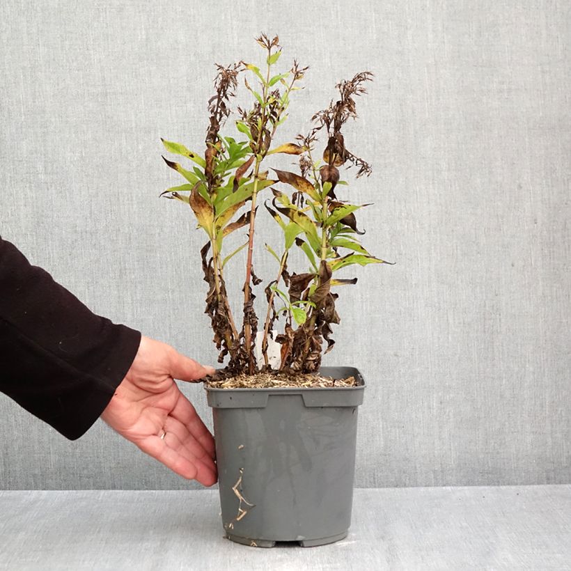 Spécimen de Phlox paniculata Bambini Primadonna Pot de 2L/3L tel que livré en automne