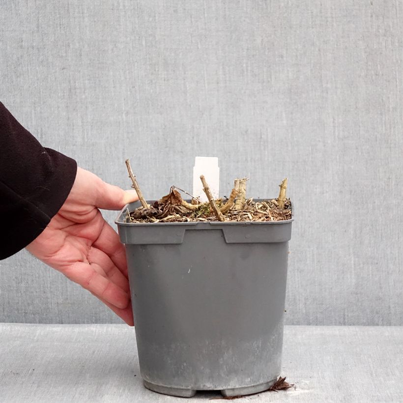 Spécimen de Phlox paniculata Bambini Primadonna Pot de 2L/3L tel que livré en hiver