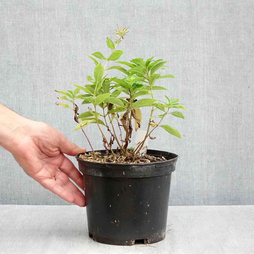 Spécimen de Phlox paniculata Bambini Sweet Tart Pot de 2L/3L tel que livré en automne