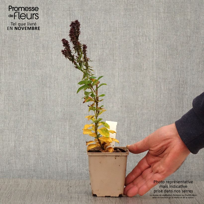 Spécimen de Phlox paniculata Blind Lion Godet de 8/9 cm tel que livré en automne