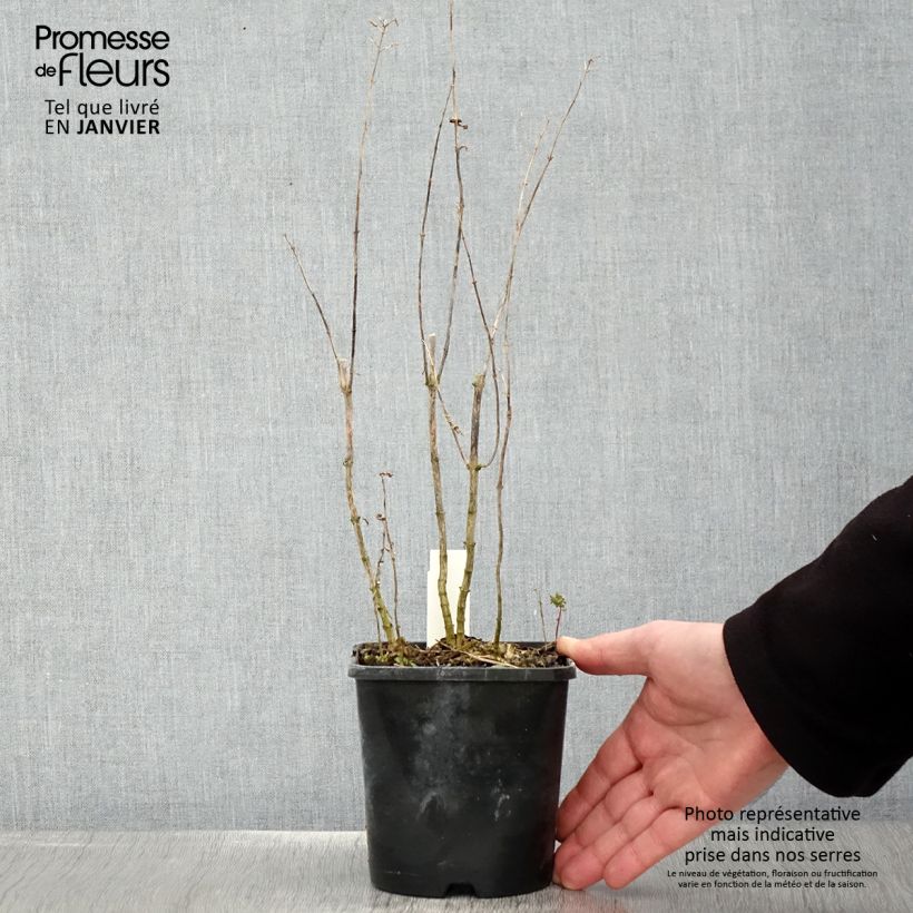 Spécimen de Phlox paniculata Blue Paradise Pot de 1,5L/2L tel que livré en hiver