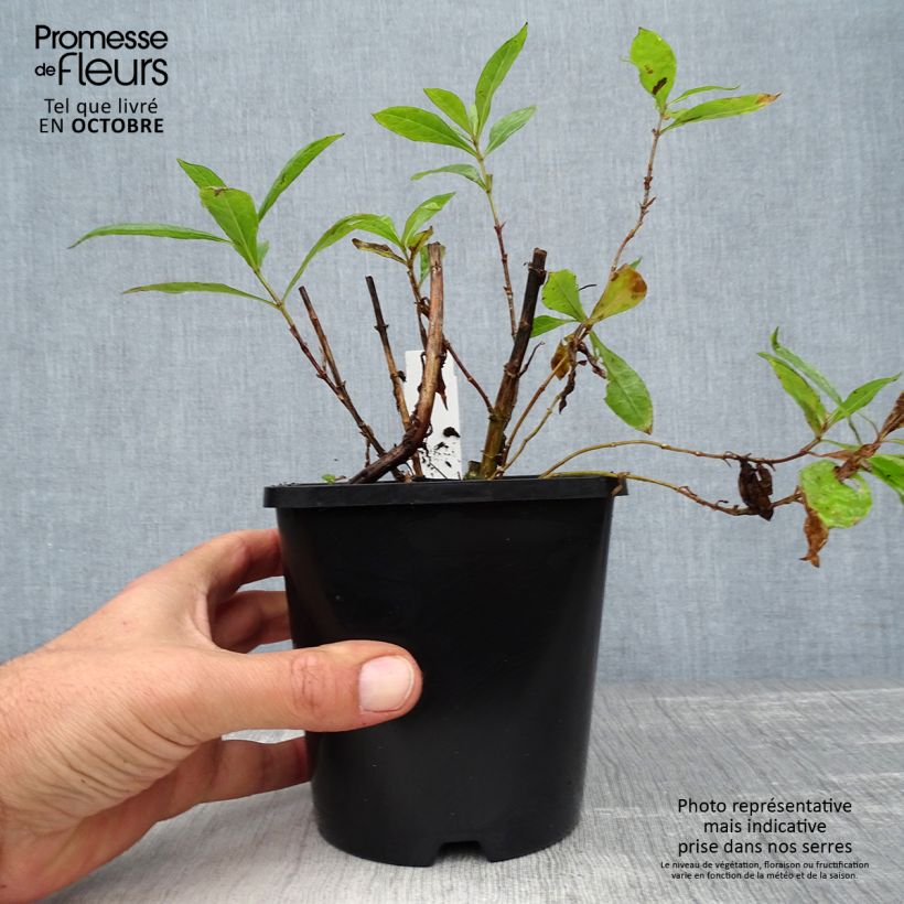 Spécimen de Phlox paniculata Bright Eyes - Phlox paniculé rose pâle à oeil rose vif Pot de 1,5L/2L tel que livré en automne