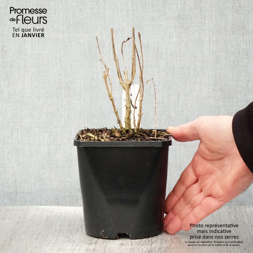 Spécimen de Phlox paniculata Bright Eyes - Phlox paniculé rose pâle à oeil rose vif Pot de 1,5L/2L tel que livré en hiver