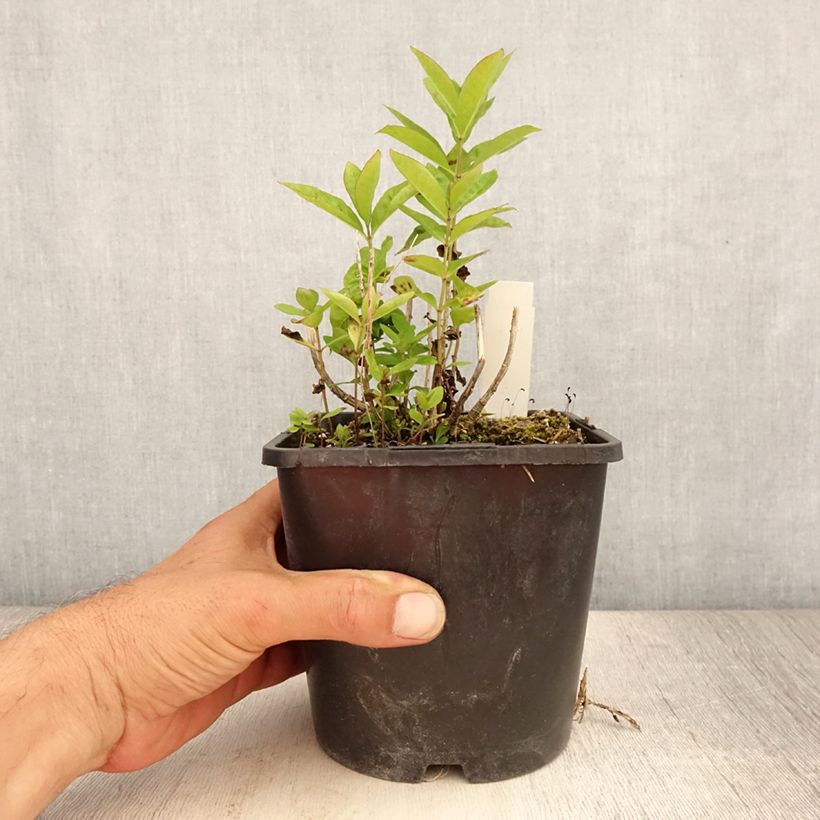 Spécimen de Phlox paniculata Butonik Pot de 2L/3L tel que livré en été