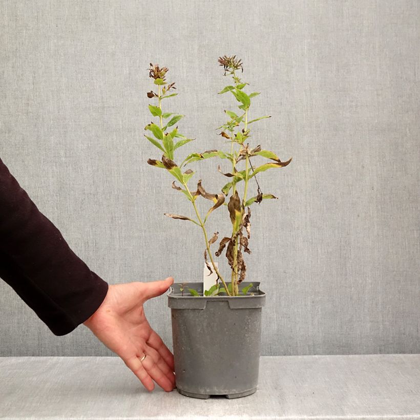 Spécimen de Phlox paniculata Cleopatra Pot de 2L/3L tel que livré en automne