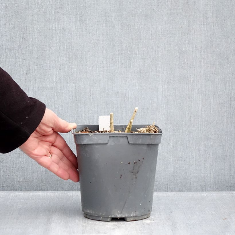 Spécimen de Phlox paniculata Cleopatra Pot de 2L/3L tel que livré en hiver