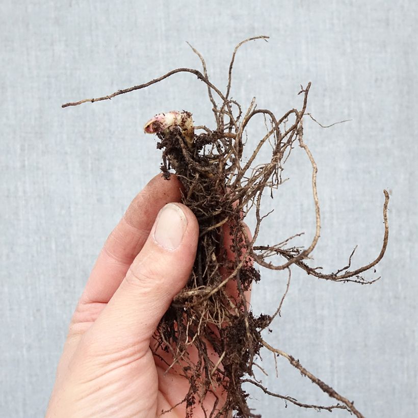 Spécimen de Phlox paniculata Cleopatra Racines nues, Qualité Extra équivalant à un pot de 2L tel que livré en hiver
