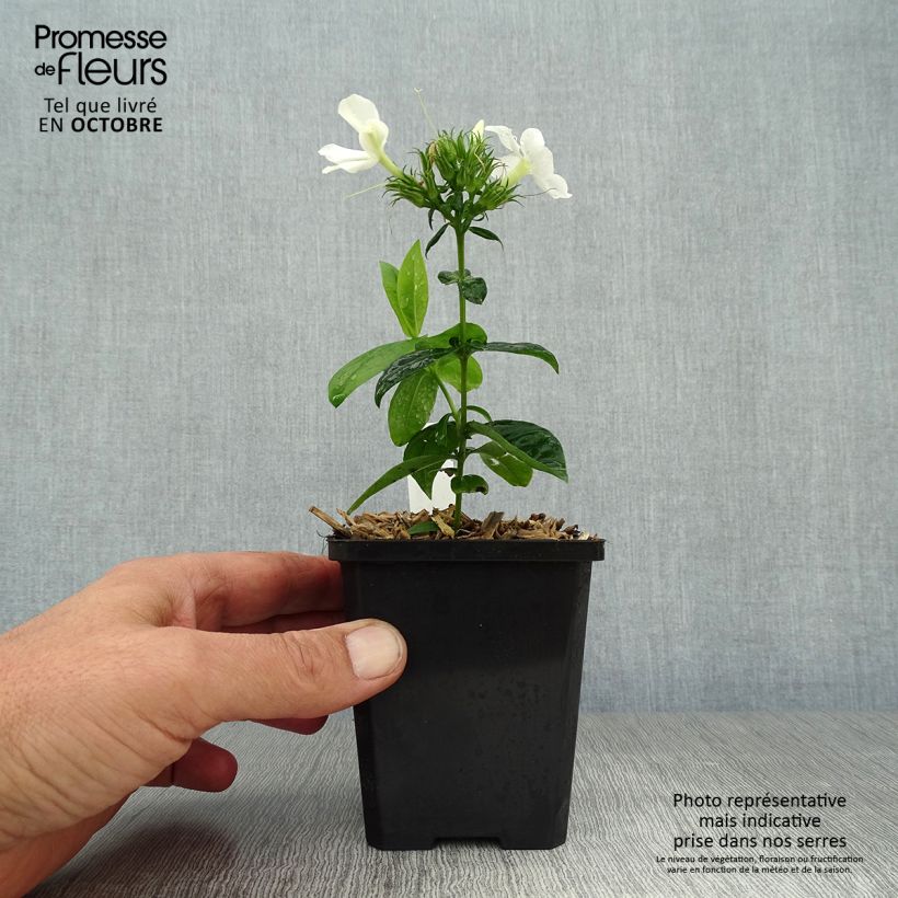 Spécimen de Phlox paniculata David Godet de 8/9 cm tel que livré en automne