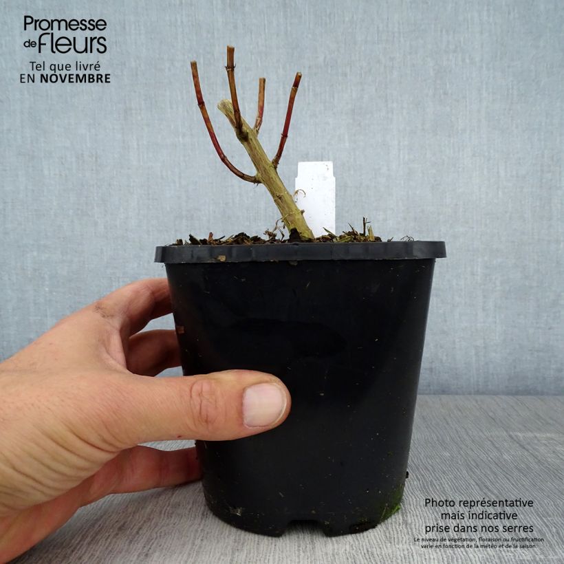 Spécimen de Phlox paniculata David Pot de 1,5L/2L tel que livré en automne