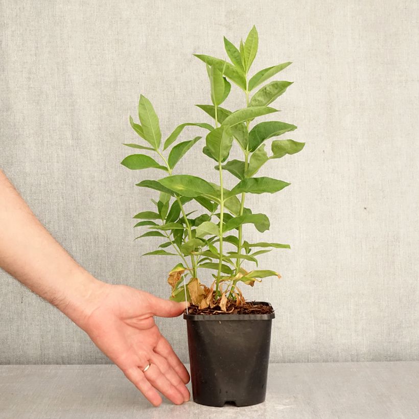 Spécimen de Phlox paniculata David Pot de 1,5L/2L tel que livré au printemps