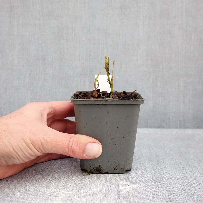 Spécimen de Phlox paniculata Elisabeth Godet de 8/9 cm tel que livré en automne