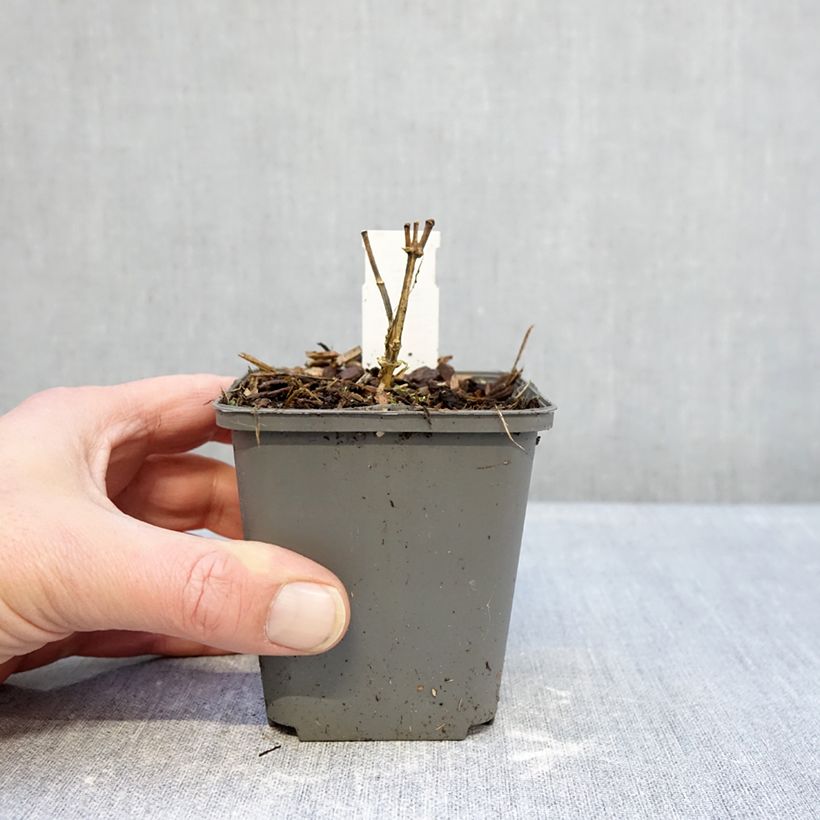 Spécimen de Phlox paniculata Elisabeth Godet de 8/9 cm tel que livré en hiver