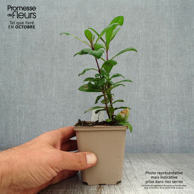Spécimen de Phlox paniculata Eva Cullum Godet de 8/9 cm tel que livré en automne