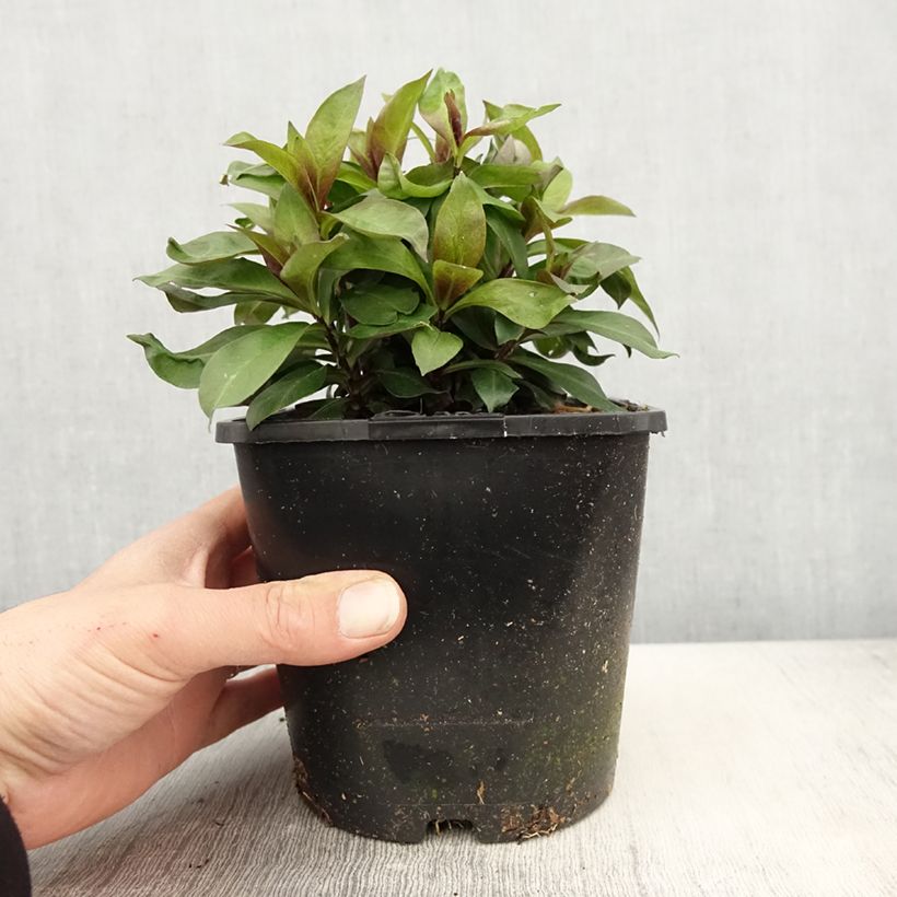 Amostra de Phlox paniculata Famous Cerise Vaso de 1,5 L/2 L tal como entregue na primavera