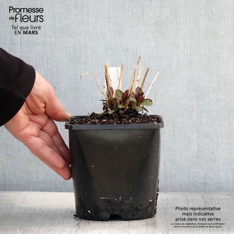 Spécimen de Phlox paniculata Famous Purple Pot de 2L/3L tel que livré au printemps