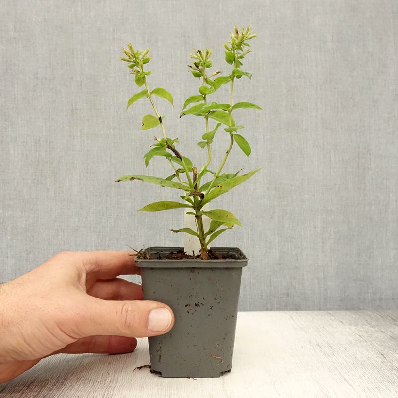 Spécimen de Phlox paniculata Flame White Imp Godet de 8/9 cm tel que livré en automne