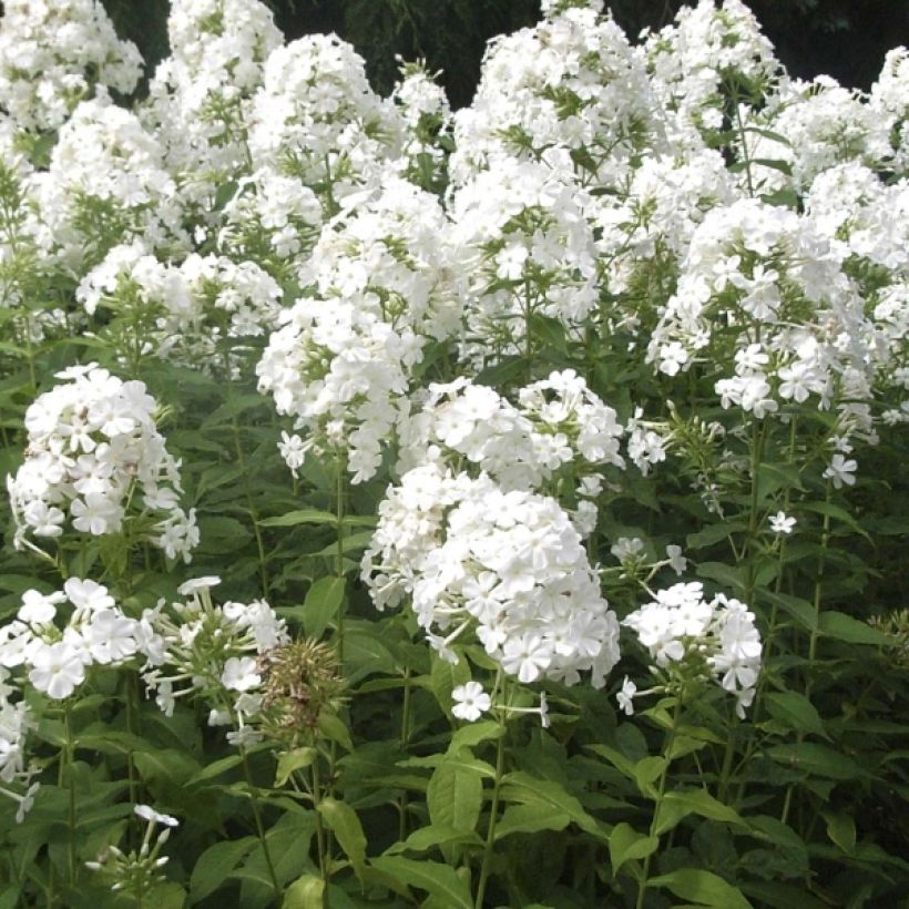 Phlox paniculata Fujiyama (Floraison)