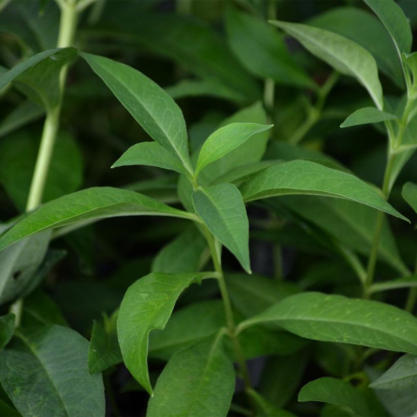 Phlox paniculata Fujiyama (Feuillage)
