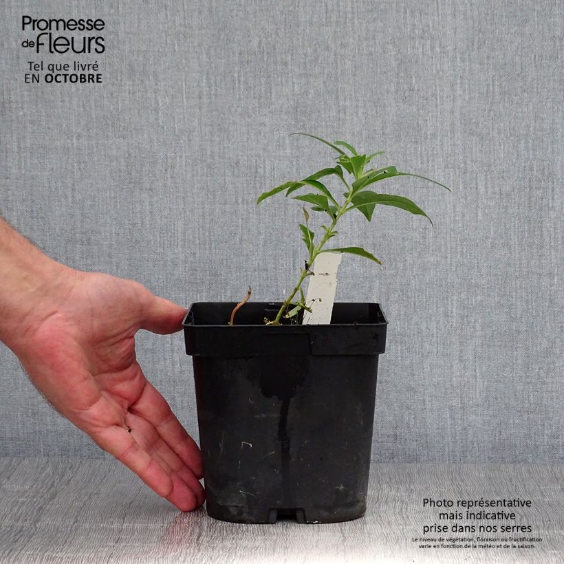 Spécimen de Phlox paniculata Fujiyama Pot de 2L/3L tel que livré en automne