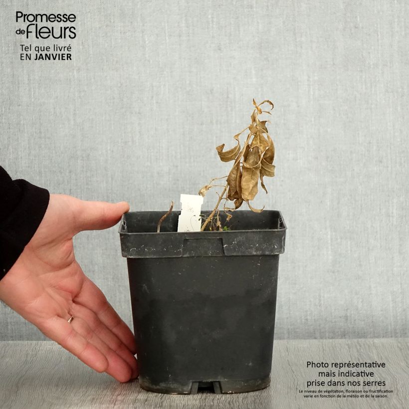 Spécimen de Phlox paniculata Fujiyama Pot de 2L/3L tel que livré en hiver