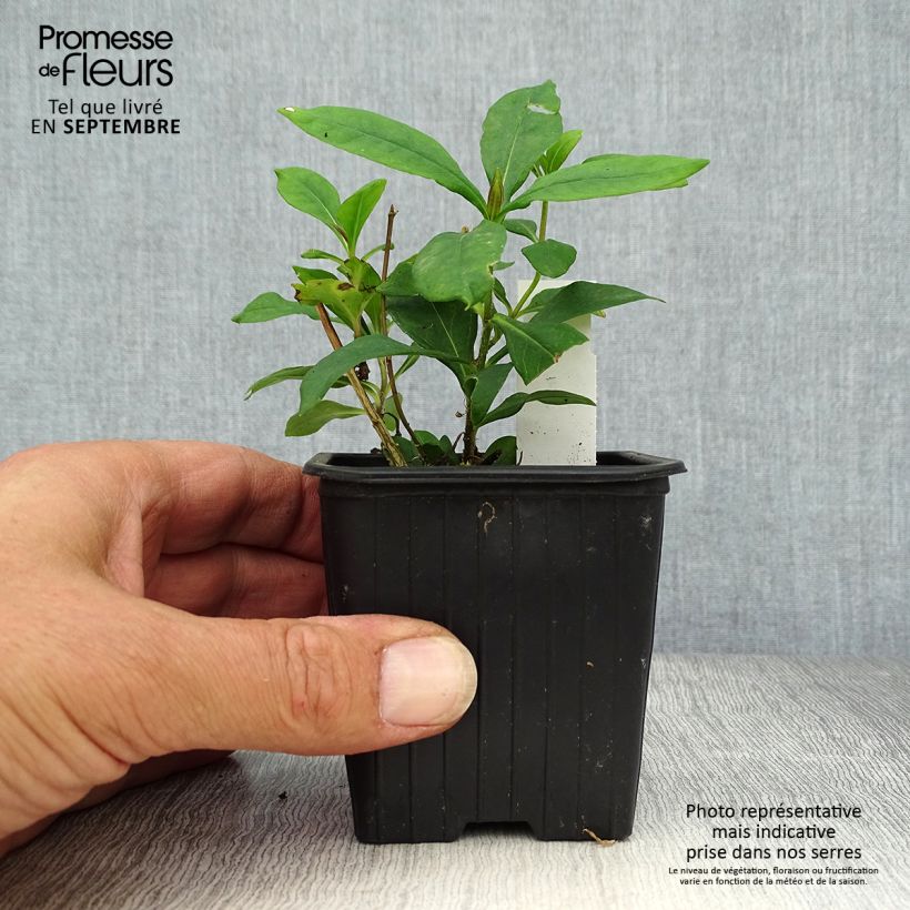 Spécimen de Phlox paniculata Graf Zeppelin Godet de 8/9 cm tel que livré en automne