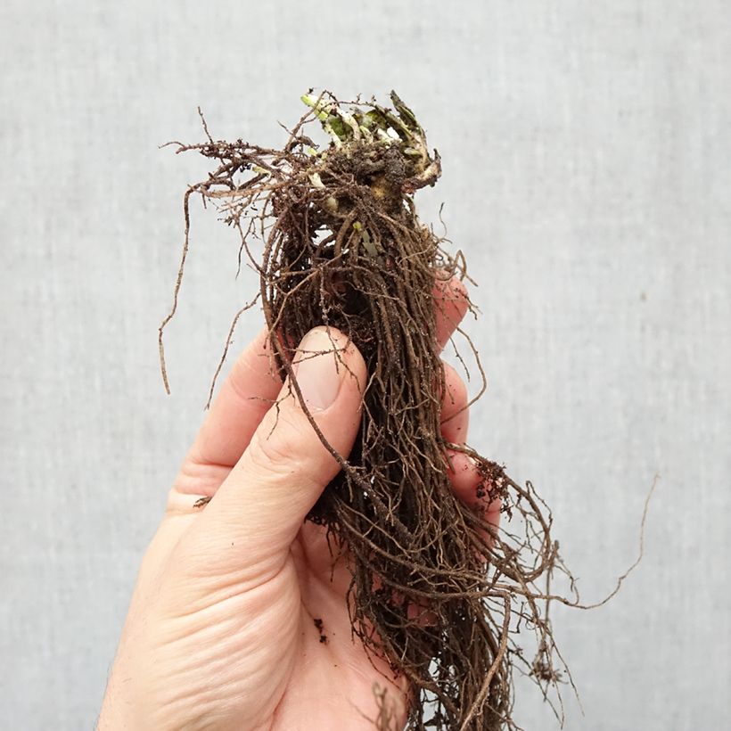 Spécimen de Phlox paniculata Graf Zeppelin Racines nues tel que livré en hiver