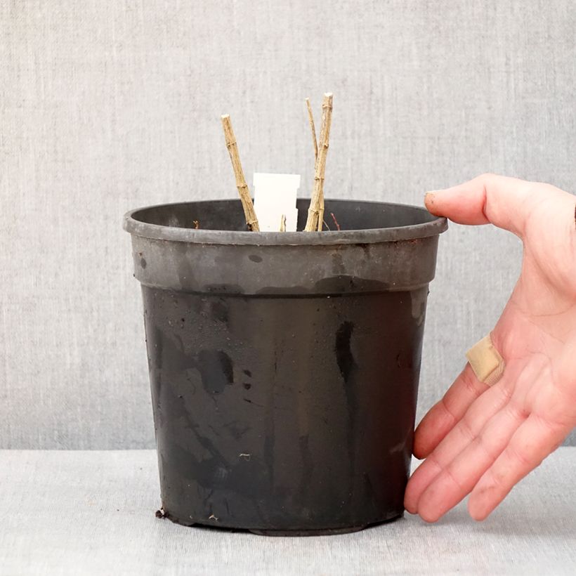 Spécimen de Phlox paniculata Jade - Phlox paniculé Pot de 2L/3L tel que livré en hiver