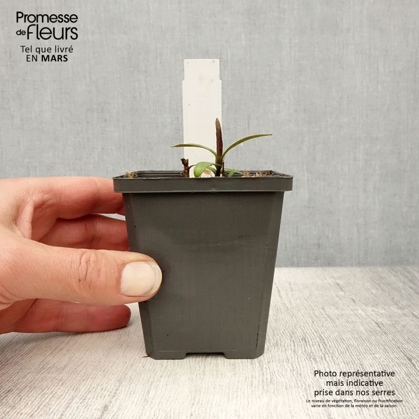 Spécimen de Phlox paniculata Jeana - Phlox paniculé bleu lavande pâle Godet de 8/9 cm tel que livré au printemps