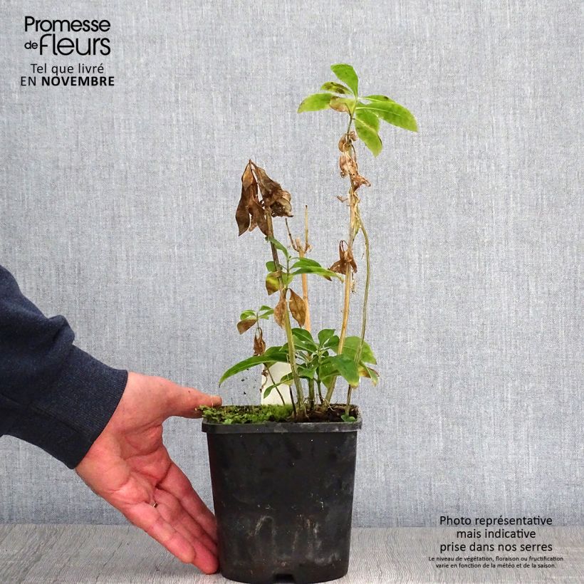 Spécimen de Phlox paniculata Laura Pot de 1,5L/2L tel que livré en automne