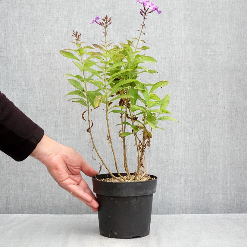 Spécimen de Phlox paniculata Little Laura Pot de 2L/3L tel que livré en automne