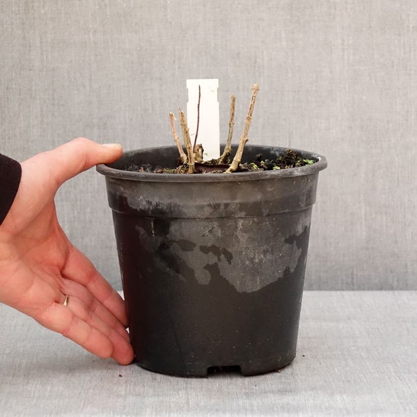 Spécimen de Phlox paniculata Little Laura Pot de 2L/3L tel que livré en hiver