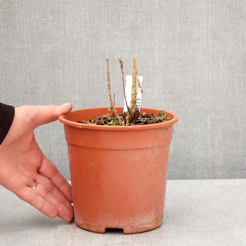 Spécimen de Phlox paniculata Little Laura Pot de 2L/3L tel que livré au printemps