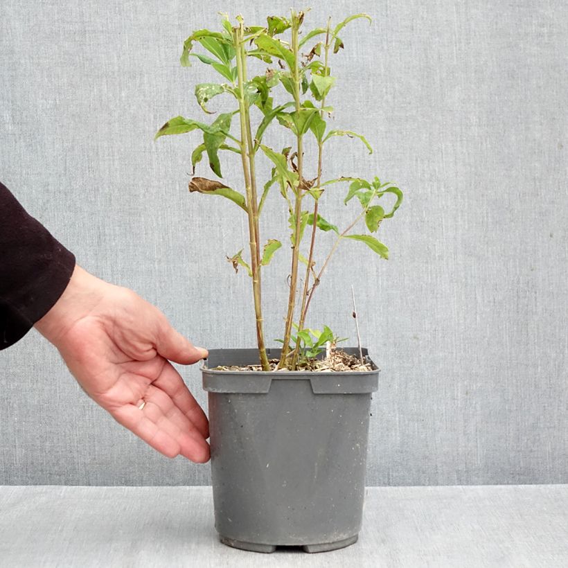 Spécimen de Phlox paniculata Mike's Favourite Pot de 2L/3L tel que livré en automne