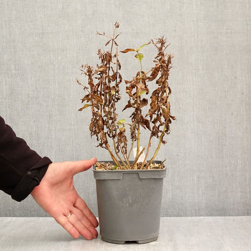 Spécimen de Phlox paniculata Modern Art Pot de 2L/3L tel que livré en automne