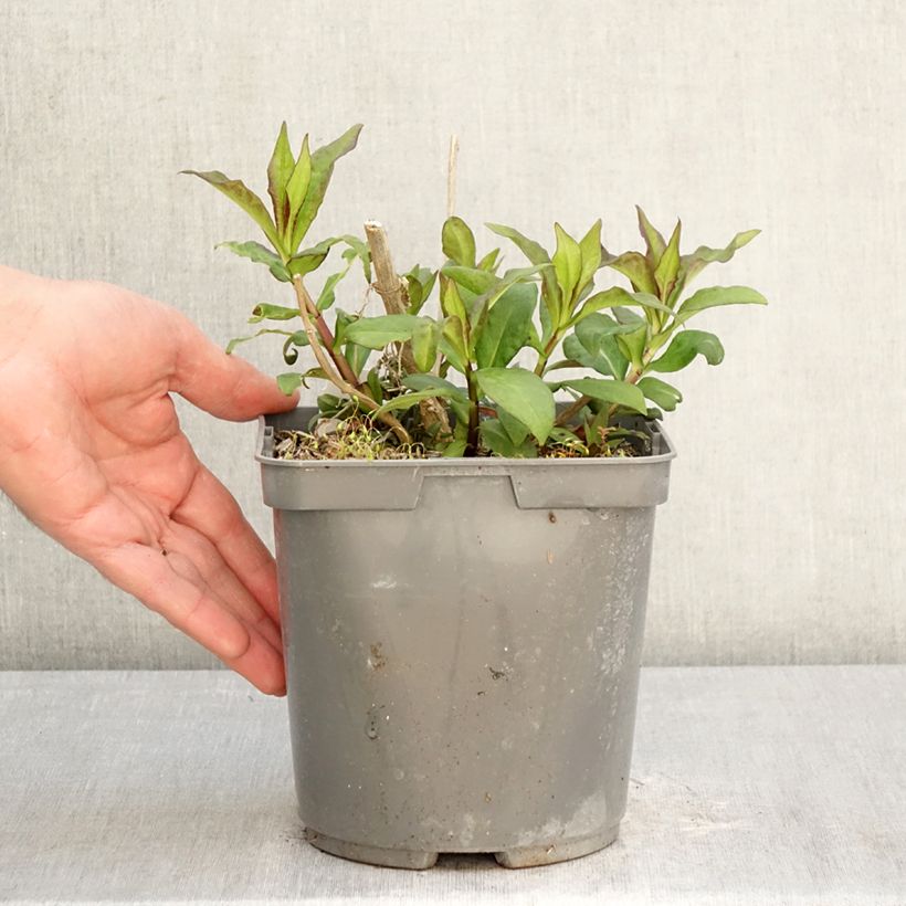 Spécimen de Phlox paniculata Modern Art Pot de 2L/3L tel que livré au printemps