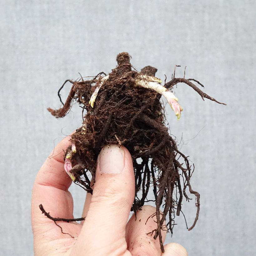 Spécimen de Phlox paniculata Modern Art Racines nues, Qualité Extra équivalant à un pot de 2L tel que livré en hiver