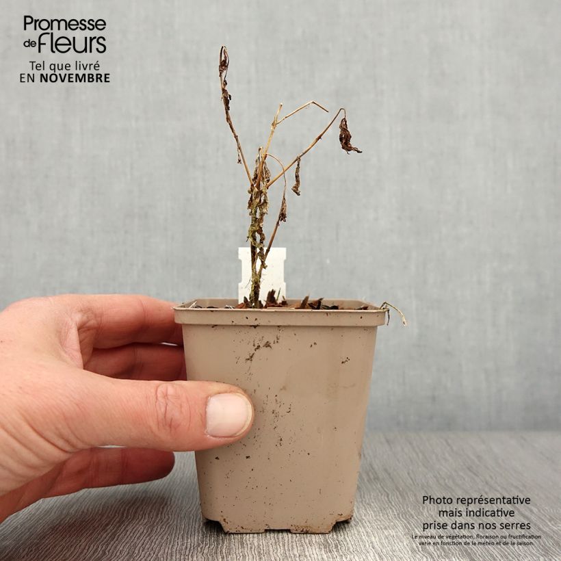 Spécimen de Phlox paniculata Olympus Godet de 8/9 cm tel que livré en automne