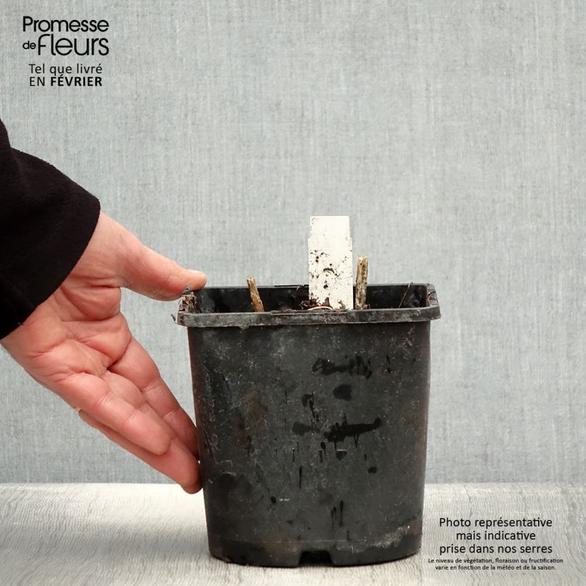 Spécimen de Phlox paniculata Olympus Pot de 1,5L/2L tel que livré en hiver