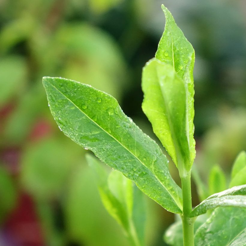 Phlox paniculata Orchid Green - Phlox paniculé (Feuillage)