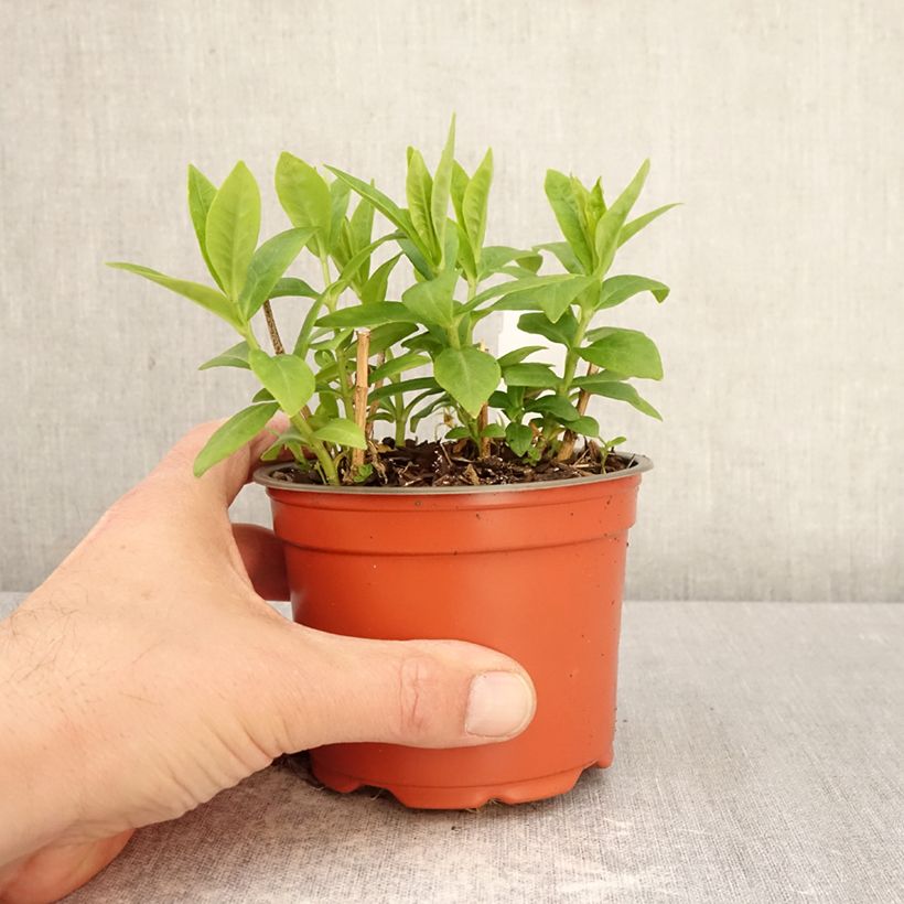 Spécimen de Phlox paniculata Orchid Green - Phlox paniculé Pot de 12 cm / 13 cm tel que livré au printemps