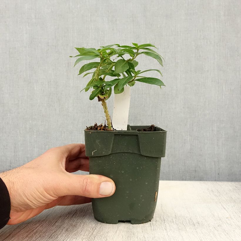 Spécimen de Phlox paniculata Peppermint Twist Godet de 8/9 cm tel que livré en automne
